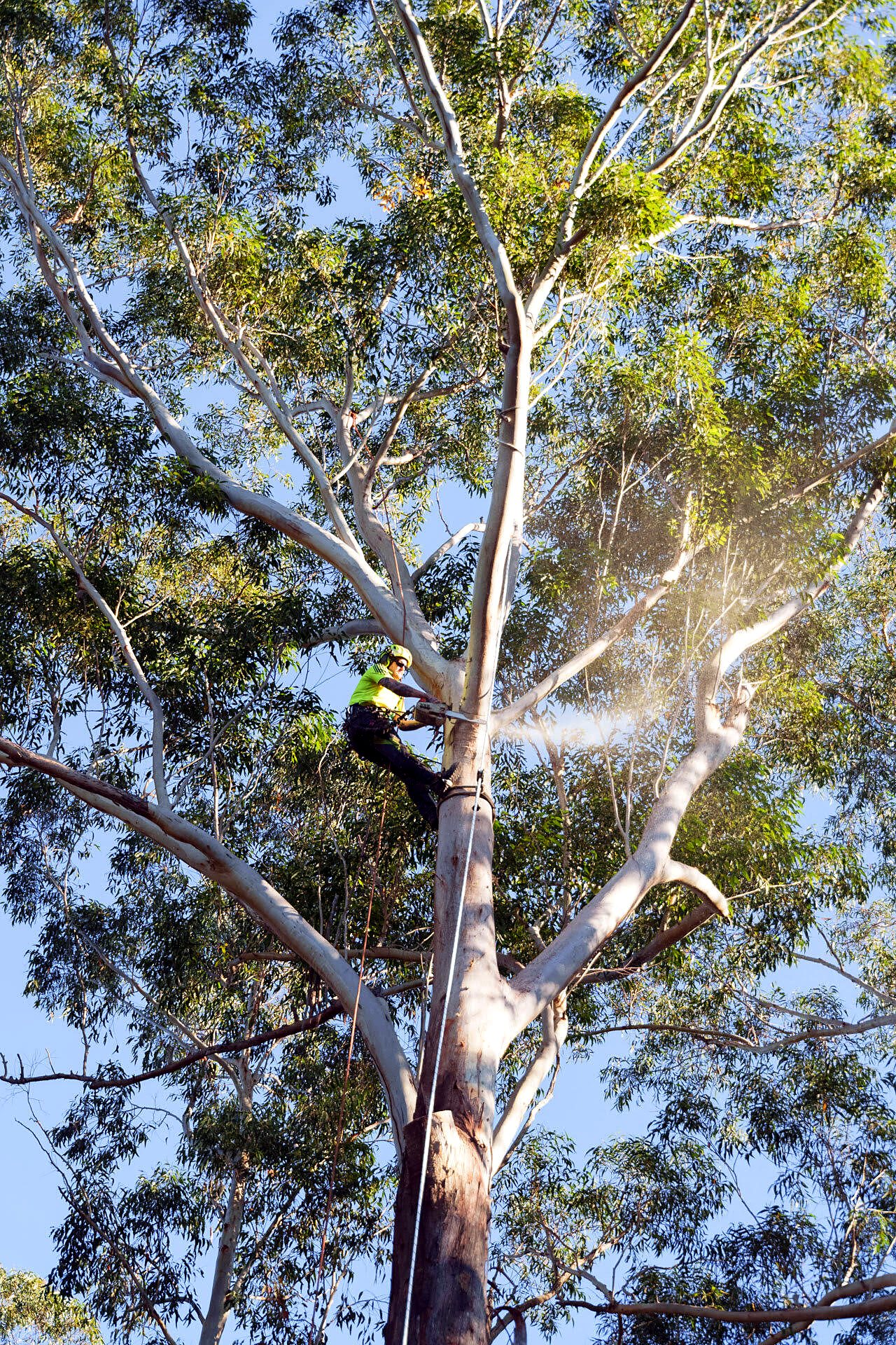 KTS arborist in hi-vis pruning high in a tall eucalyptus with a chainsaw