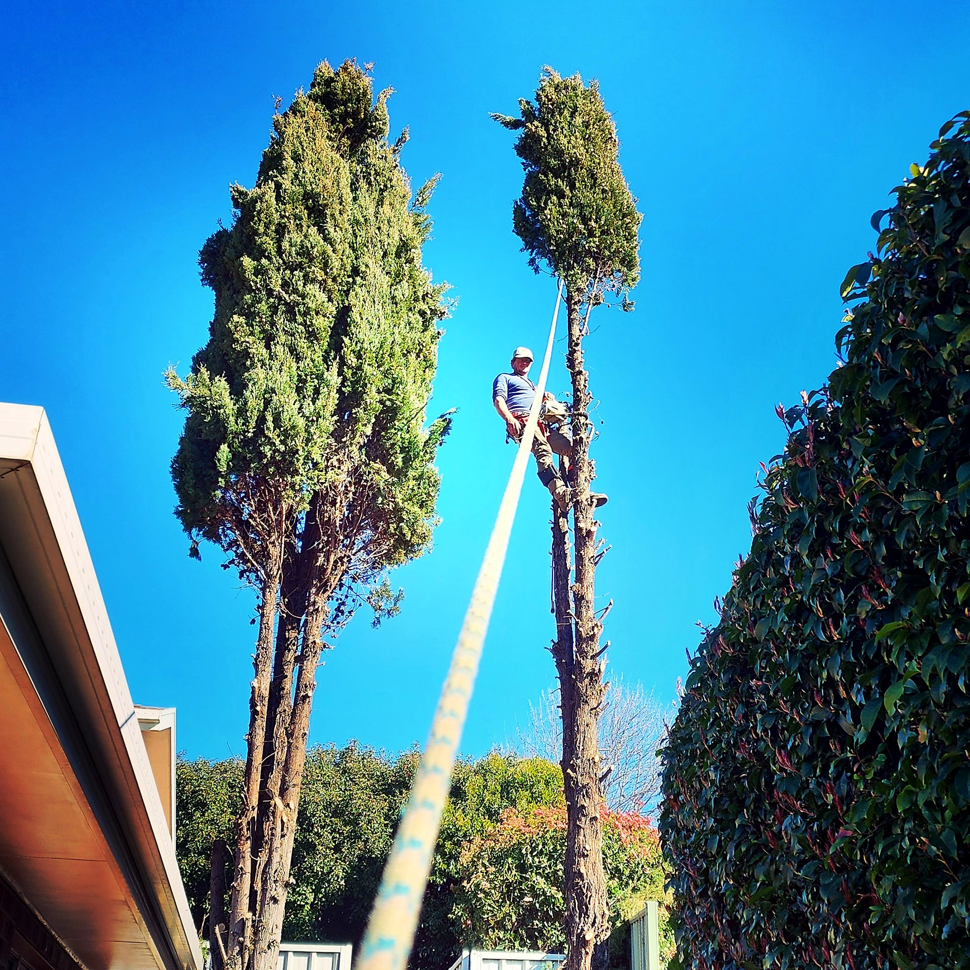 Arborist roped in high up a tree, pruning with a chainsaw