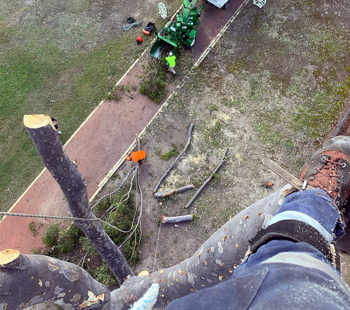 View from up the tree looking down at the KTS ground crew and chipper