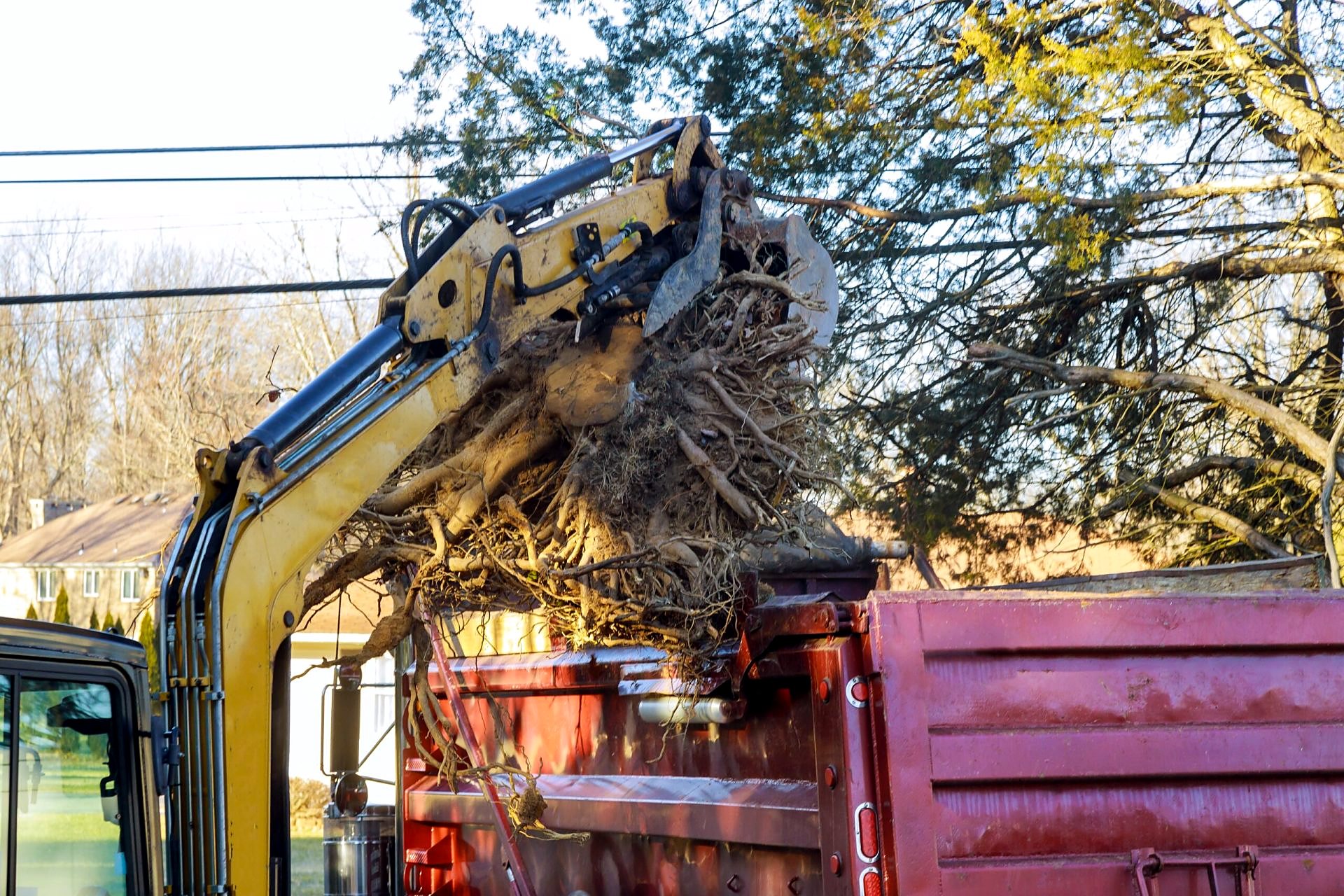 Excavator loading tree roots and branches onto a truck