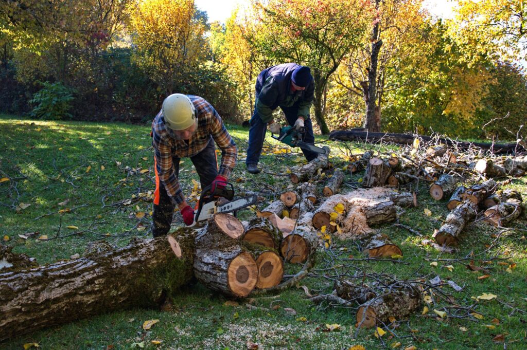 Bellarine Tree service Arborist Australia