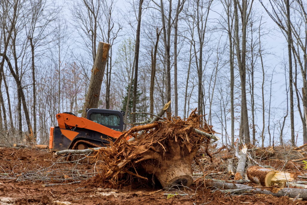 Bellarine Tree Service Removal Australia
