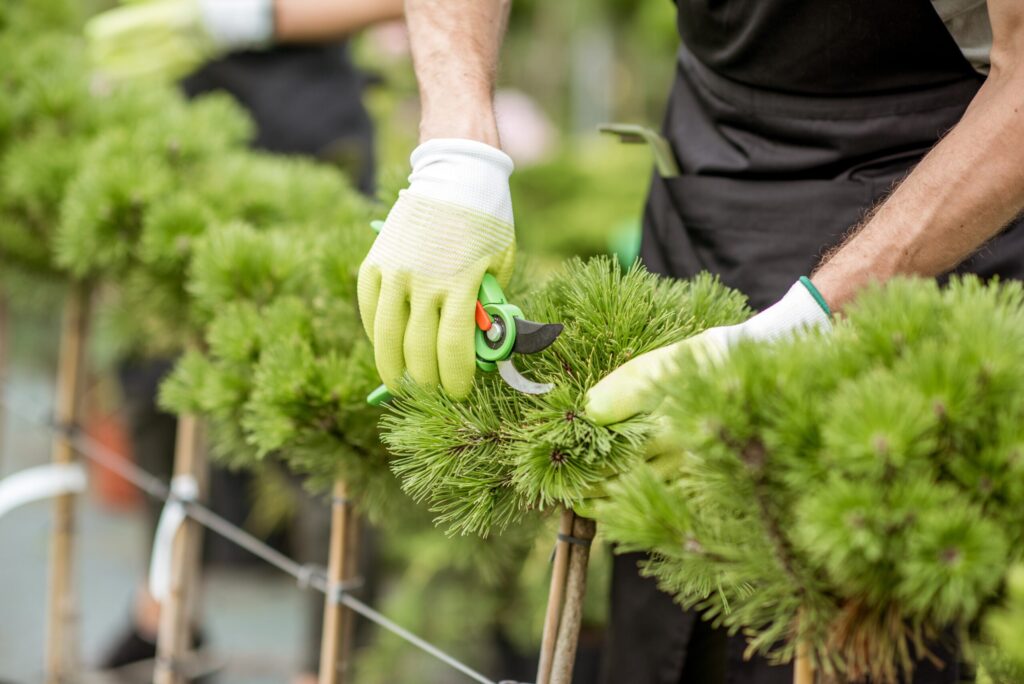 Bellarine Tree service Pruning