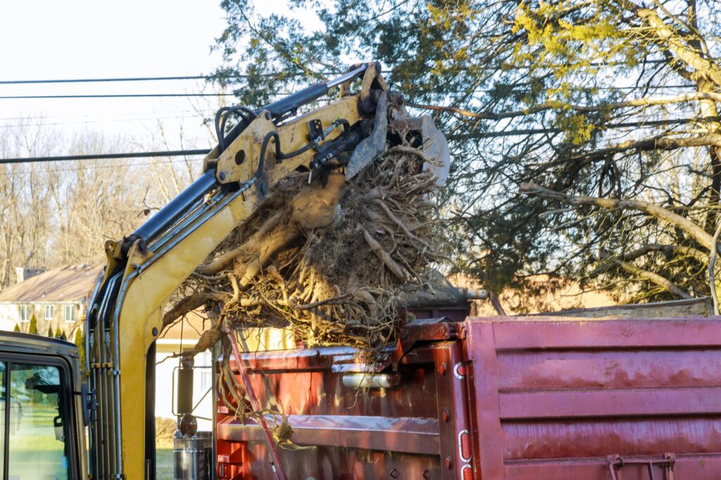 roots removal