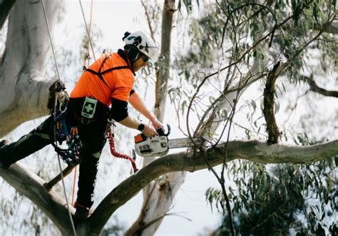 Tree Services Near Me – Professional Tree Care in Kempsey with KTS Kempsey Tree Services
