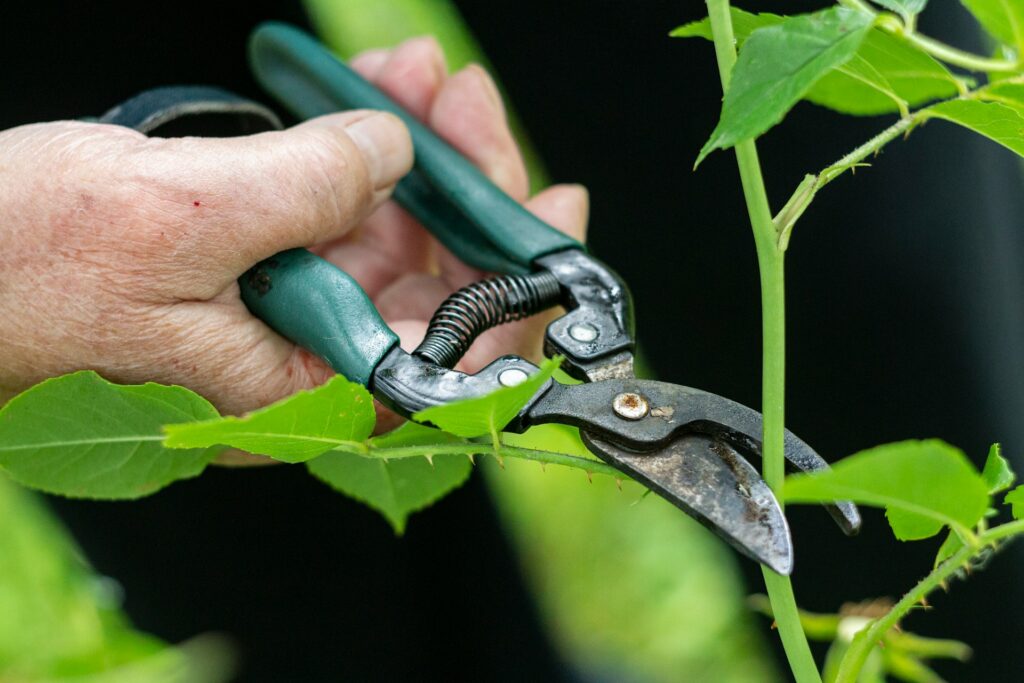 %KTS kempsey tree services %